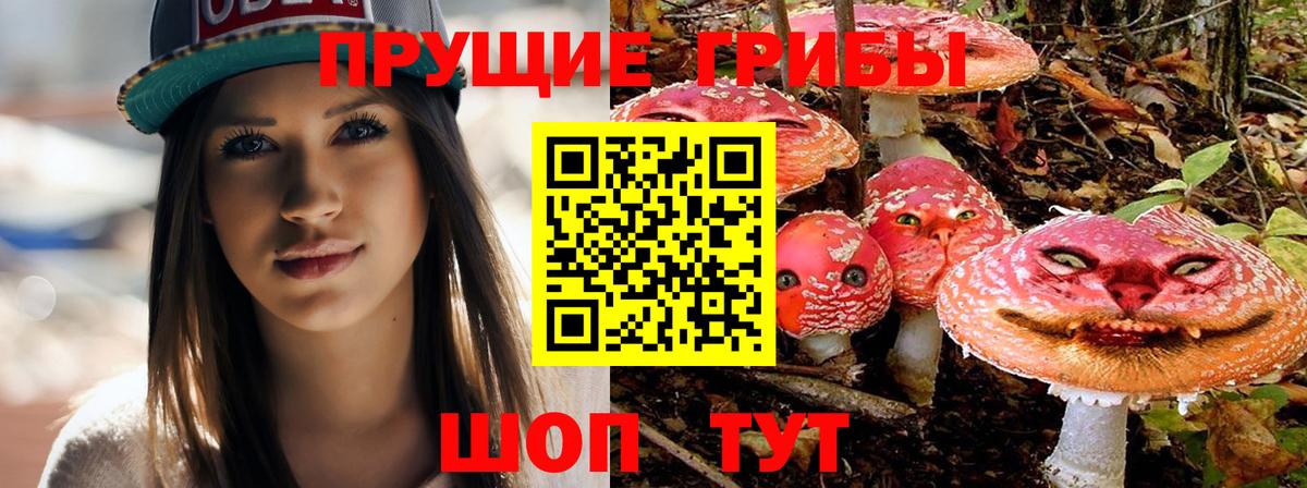 где купить   Вход с VPN  Крымск  Псилоцибиновые грибы Psilocybe 